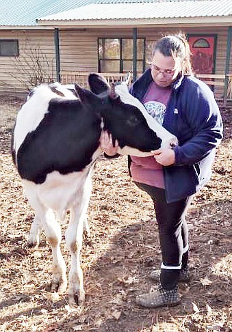 LOLLY BELL AND NELLY, Holstien cows known as the Hwy. 270 Porch Cows, are greeted regularly by their owner Casey Camp, who considers them her babies and spends much time caring for and loving on her two bovine family members. Photos by Brittany Black