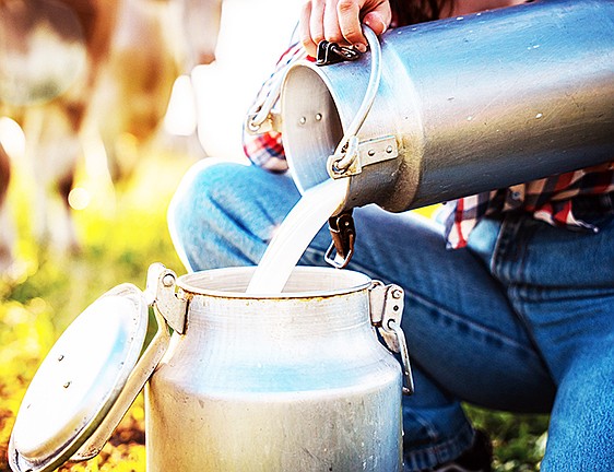 Raw milk being strained to remove debris before being used by a producer or to be sold. The debate over raw milk sales away from the farm has now advanced to the full Arkansas House of Representatives.