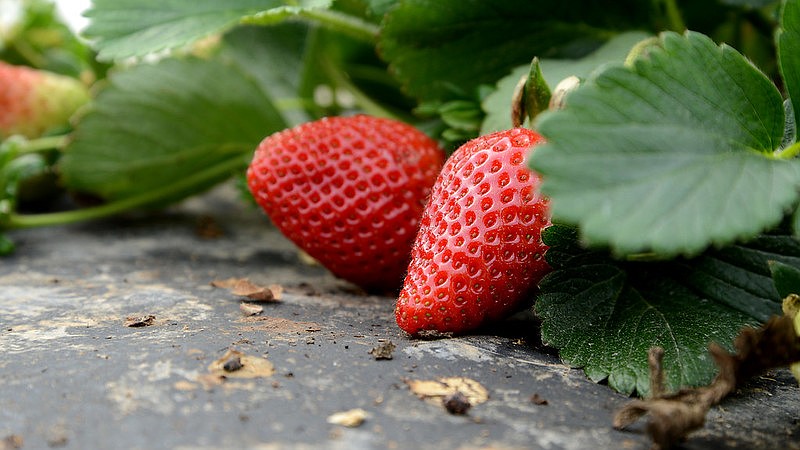 FUNGUS AFOOT — Researchers with the Cooperative Extension Service are studying an emerging disease impacting strawberries in an increasing number of locations across Arkansas in recent months. (Photo: Division of Agriculture)