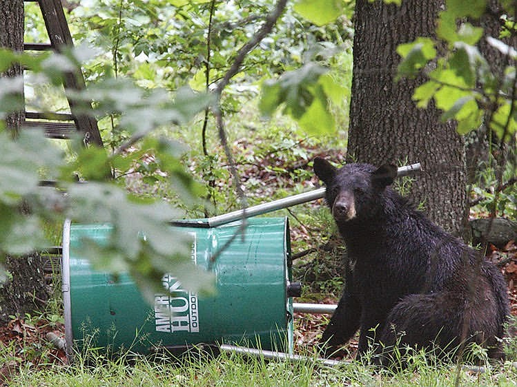 Wildlife feeders, which are basically a big can of corn, are often the culprit when a bear settles in and calls a place home where its not wanted. (Photo: AGFC)