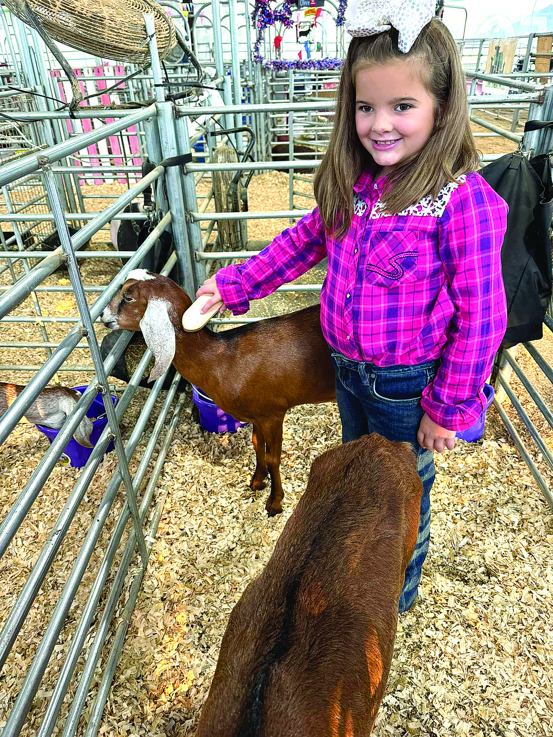 Greenlee Barnes is shown getting ready to show her dairy goats at last year's Grant County Fair. (Photo: Special to The Headlight)