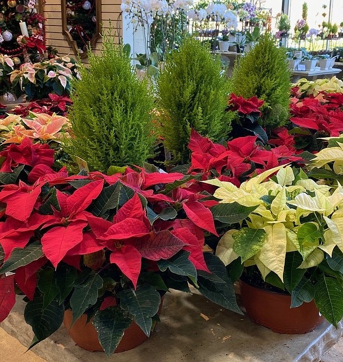 Lemon cypress trees surrounded by poinsettias create a festive holiday display. (Photo: melindamyers.com)