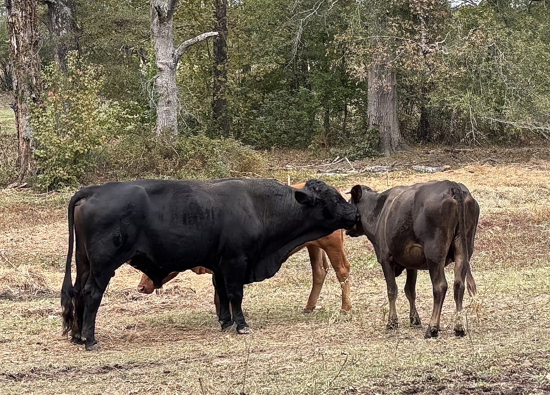 Cattle and other livestock in Grant County qualify producers to received federal funding due to October drought. (Photo: Gretchen Ritchey)