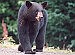 393 Black Bears Harvested in 2015